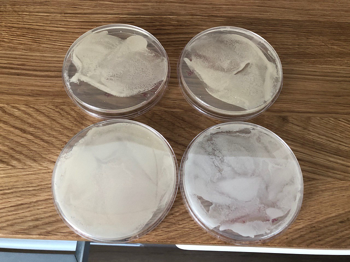 Four Petri dishes full of yeast growth; top row from the kit, bottom row from the store