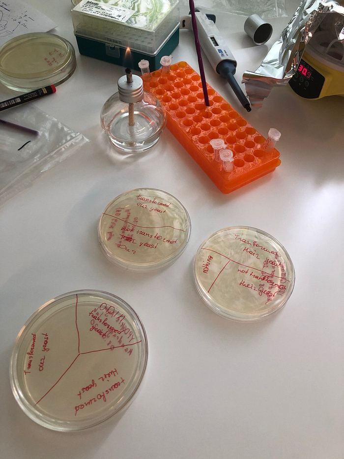 Bottoms of labeled Petri dishes showing the transformation layout