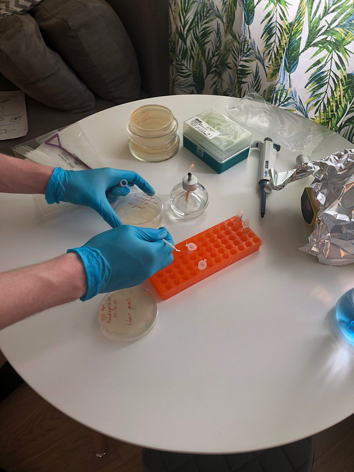 Freshly streaked G418 plates divided into labeled quadrants