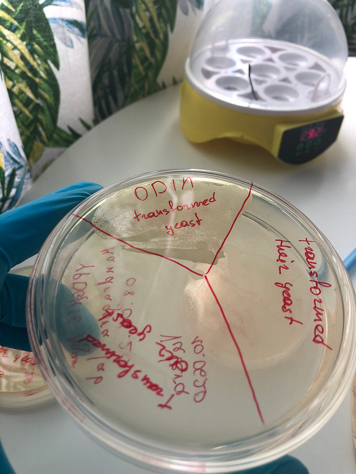 G418 plate showing colonies only in the ODIN-transformed quadrant