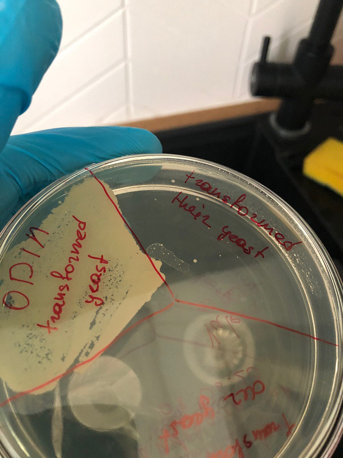 Petri dish showing sparse colonies only in the “their yeast” quadrant